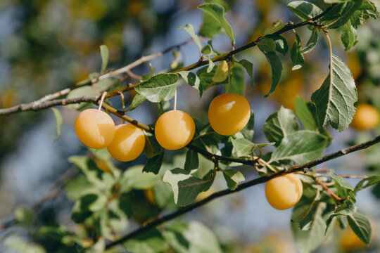 Clusters of golden yellow plums ripening on a sunlit branch among lush green leaves, promising a bountiful summer harvest.