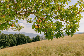 Naklejka premium Wild pear tree branch laden with small ripening fruit framing a sweeping mountain meadow beyond, summer countryside scene.