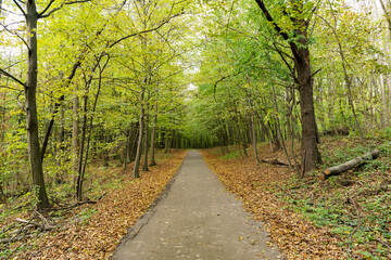 Naklejka premium Nature fall season. Fall season park. Autumn landscape with path in nature. Hiking in fall park. Path with fallen leaves in forest outdoor. Autumn nature landscape. Fallen leaves in park