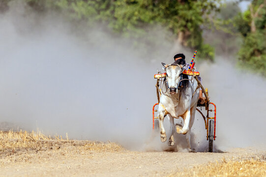 Jahanian, Punjab, Pakistan - 29 September 2013: View of a bullock cart racing on a dirt track with dust clouds kicked up by the animal.