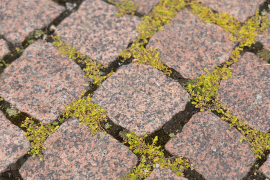 Weathered cobblestone pavement with moss, Helsinki Finland