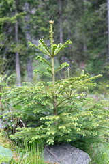 Pine tree in forest. Needle coniferous tree. Pine needle Christmas tree in nature. Green fir pine. Pine with needle © be free