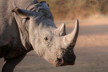 Close-up portrait of a white rhinoceros in the African wilderness © Paula Villuendas