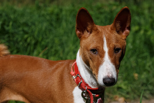 A portrait of a Basenji dog enjoying the sunny summer day in a park.