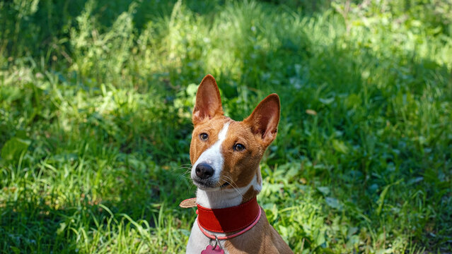 A portrait of a Basenji dog in a park.