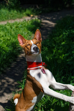 A portrait of a Basenji dog in a sunny summer park.