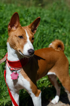 A portrait of a Basenji dog enjoying the sunny summer day in a park.
