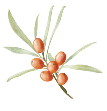 Sea Buckthorn Branch Autumn Clipart, Colored Pencil Illustration, Isolated