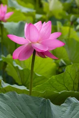 A lotus flower blooming in a pond  a background of blooming pink lotuses set against green leaves. © Natalia