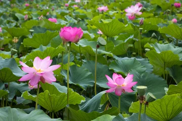 A lotus flower blooming in a pond  a background of blooming pink lily set against green leaves. © Natalia
