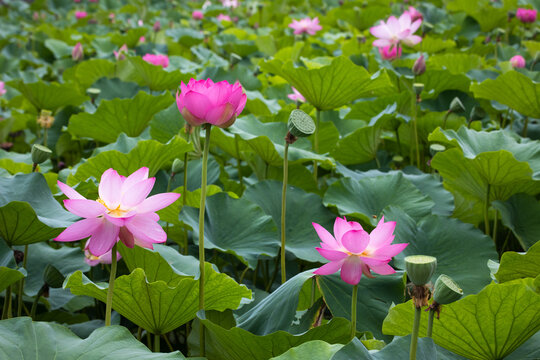 A lotus flower blooming in a pond; a background of blooming pink lily set against green leaves.