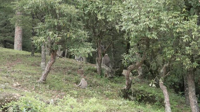 Group of Gray Langurs Resting on Forested Mountain Slope