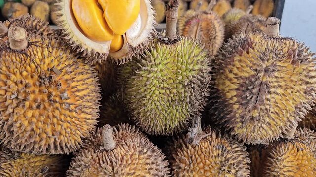 durian on the market,Yellow durian or Durio kutejensis or Lai flesh gleams within spiky husk. Rich, sweet flesh contrasts with rough, thorny shell. Freshly opened fruit displays creamy interior. 