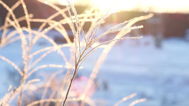 Close up of dry wild grass covered with hoarfrost in winter field. Golden sunlight shining on frozen ears of cereal plants against white snow. Beautiful seasonal natural landscape theme. Real 4K video