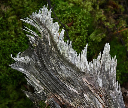 Close-up of a weathered, broken tree stump with dramatically splintered wood in a Finnish forest.