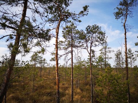 Sparse pine trees and young conifers growing across a natural peat bog under a blue spring sky