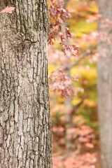 Fototapeta premium Forest in fall season