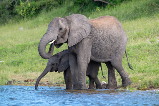 An adult and young African bush elephant drinking in the Chobe River in Chobe National Park.