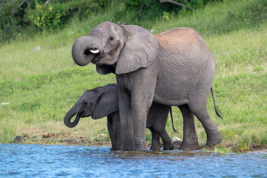 An adult and young African bush elephant drinking in the Chobe River in Chobe National Park.