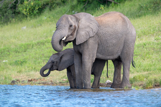 An adult and young African bush elephant drinking in the Chobe River in Chobe National Park.