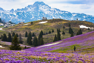 Naklejka premium Purple crocuses carpet the alpine slopes of Velika Planina, Slovenia, with traditional shepherd huts, a lone hiker, snow patches and dramatic Kamnik-Savinja Alps in the background.