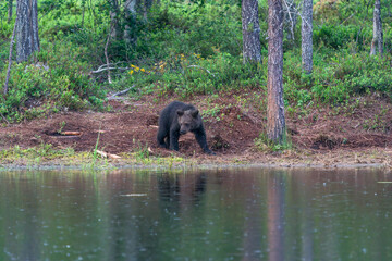 Wild brown bear female with cubs (Ursus arctos) in Finland - selective focus © beataaldridge