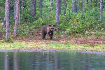 Small brown bear cub (Ursus arctos) in a forest in Finland - selective focus © beataaldridge