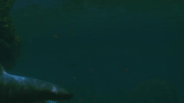 A shark is swimming near a coral reef in clear blue water. Sunlight shines through the surface, creating patterns on the ocean floor. Small fish move around in the background.