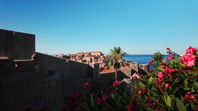 Reveal shot of historic Dubrovnik, Croatia, beginning with an oleander flower and bush in the foreground before the camera moves upward to reveal the city panorama on a sunny summer day.