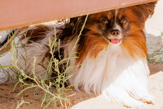 Cute Continental Toy Spaniel Papillon dog lying in the shade on the sand on a hot summer day. Pet care in summer heat, fluffy domestic animal lifestyle, and funny puppy concept.