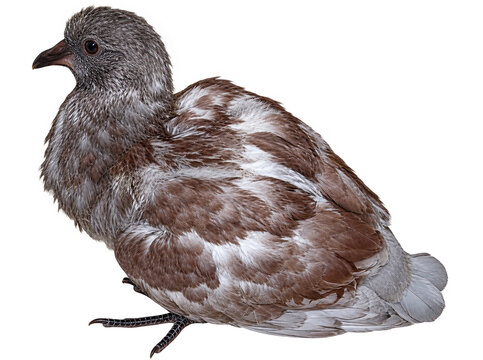 Baby pigeon with mottled feathers, wildlife bird cutout