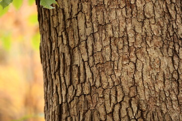 Fototapeta premium Forest in fall season