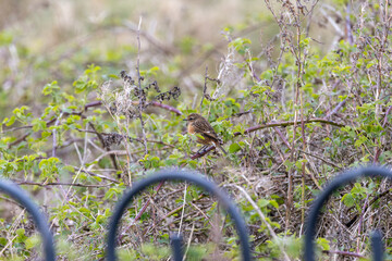 Naklejka premium Stonechat in coastal scrub