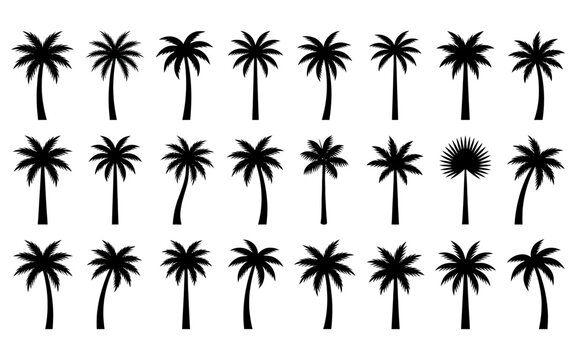 Black palm tree silhouettes collection for tropical and summer vacation graphic designs.