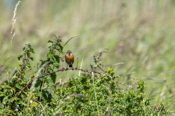 Fototapeta premium Stonechat facing the camera on a bramble