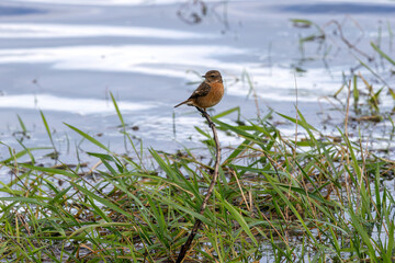 Naklejka premium Stonechat perched above water