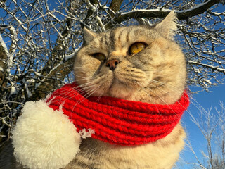 Cute cat in red scarf looking at winter snowy trees  © OLENA LIALINA