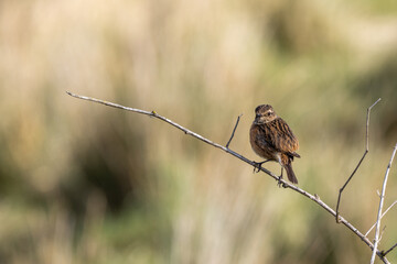 Naklejka premium Stonechat perched on a bare branch