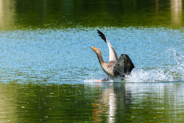 The greylag goose, Anser anser is a species of large goose © rudiernst