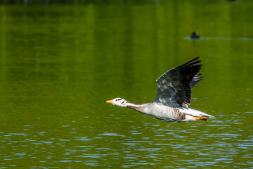 The bar-headed goose, Anser indicus flying over a lake in English Garden in Munich © rudiernst