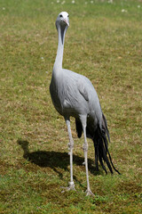 Naklejka premium The Blue Crane, Grus paradisea, is an endangered bird
