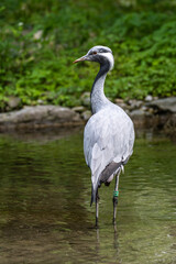 Naklejka premium The Blue Crane, Grus paradisea, is an endangered bird