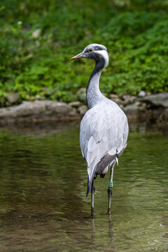 The Blue Crane, Grus paradisea, is an endangered bird