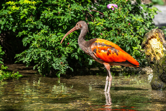 The Scarlet ibis, Eudocimus ruber is a species of ibis in the bird family Threskiornithidae.
