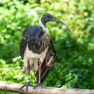 The Straw-necked Ibis, Threskiornis spinicollis is a bird of the ibis family