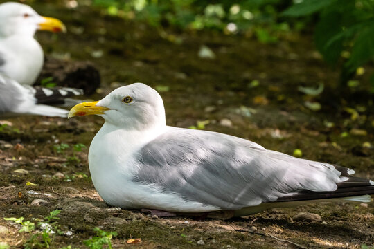 The European Herring Gull, Larus argentatus is a large gull. Here resting on the ground.