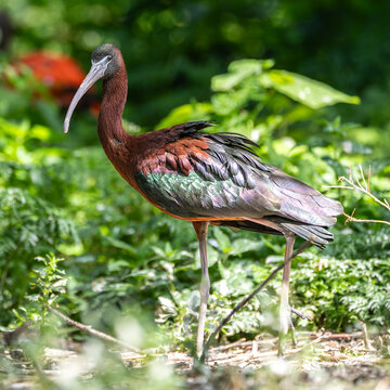 Glossy ibis, Plegadis falcinellus in a german nature park