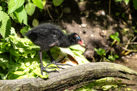 Little Common moorhen baby, Gallinula chloropus also known as the waterhen