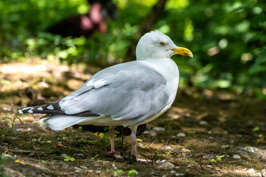 The European Herring Gull, Larus argentatus is a large gull. Here resting on the ground.