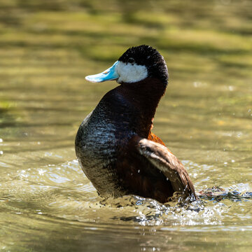 Ruddy Duck, Oxyura jamaicensis, swimming on water surface